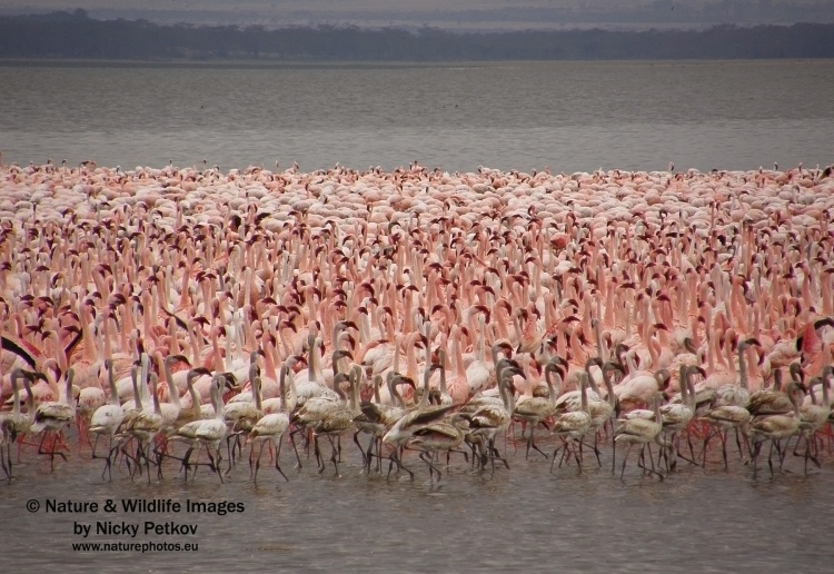 WildLife Photos of Birds, Spoonbills, Flamingos & others, Lesser Flamingo, Phoeniconaias minor